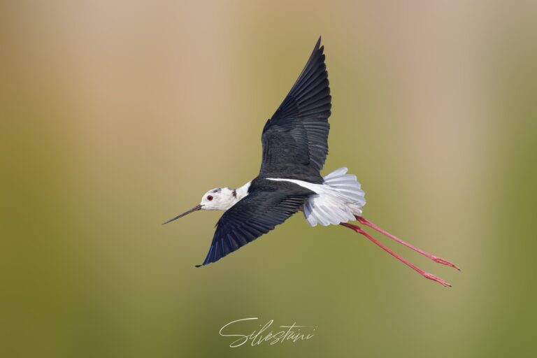 Cavaliere d'Italia in volo – fotografia naturalistica PixelXpixeL